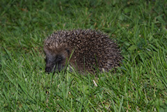 Young hedgehog Aug 2011 in late evening light